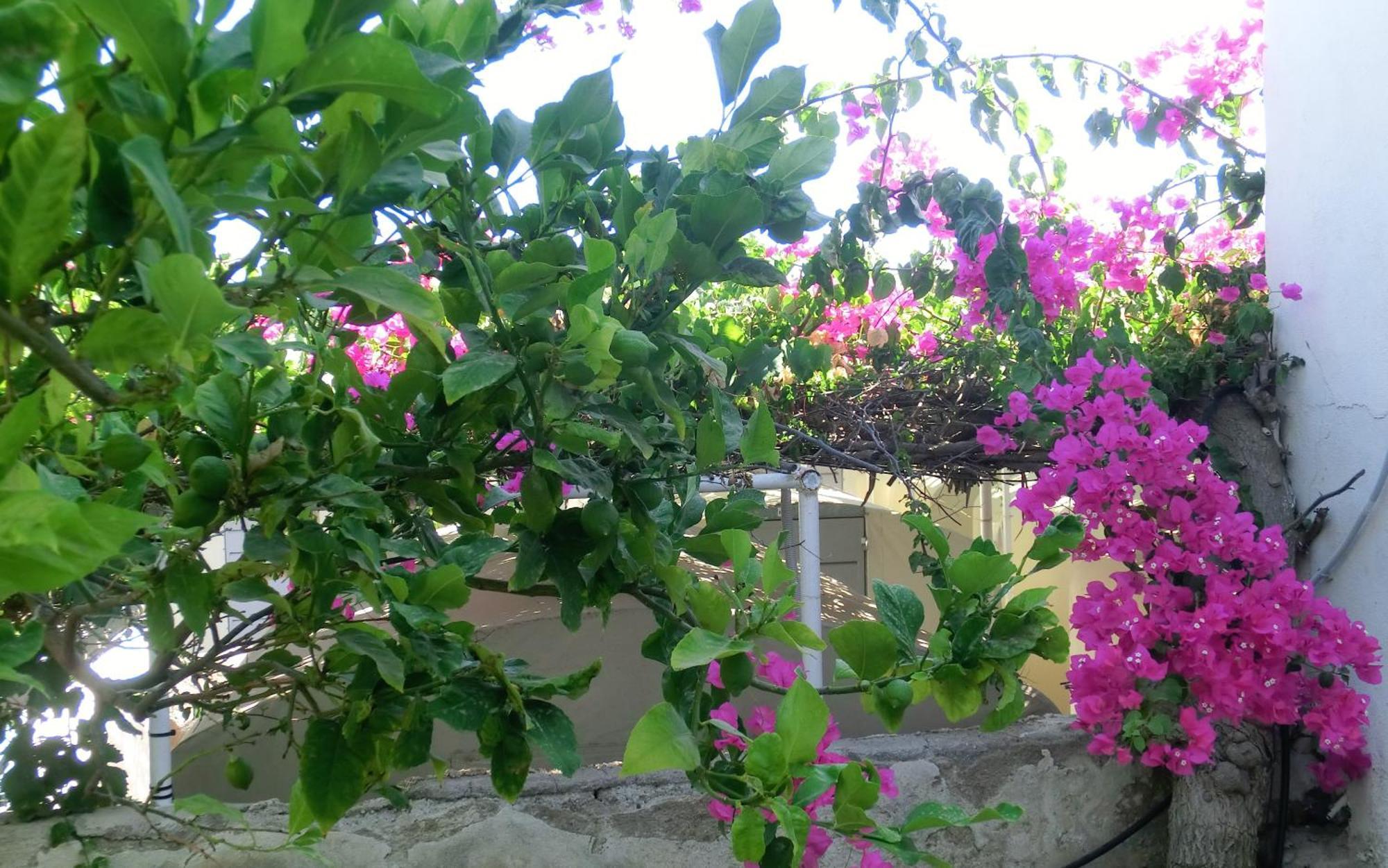 Santorini Camping&Hostel Fira  Dış mekan fotoğraf